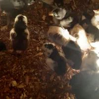 جوجه مرغ گلین