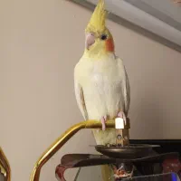 عروس هلندی|پرنده|شاهین‌شهر, اقبال لاهوری|دیوار