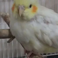 عروس هلندی|پرنده|تکاب, |دیوار