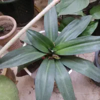 گل های زیبا آپارتمانی|گل و گیاه طبیعی|بسطام, |دیوار