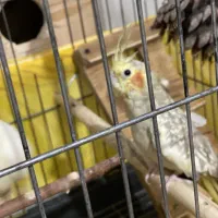 یک جفت عروس هلندی و جوجه