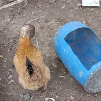 سه عدد مرغ تخم گذار سلطان و محلی اصل