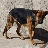 سگ ژرمن ماده ((باغملک)) واگذاری