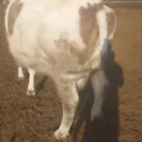 گاو گوساله تلیسه|حیوانات مزرعه|تربت جام, المهدی|دیوار