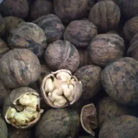 گردوتویسرکان آبغوره بادام پوست کاغذی ترخینه عسل