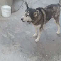 واگذاری سگ هاسکی نر|سگ|اسلامشهر, بهرام آباد|دیوار