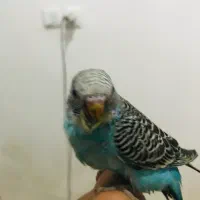 مرغ عشق|پرنده|پیرانشهر, |دیوار