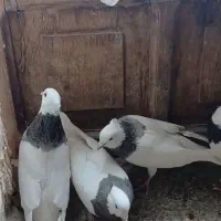 فروش چند جفت طوقی کرمانشاهی