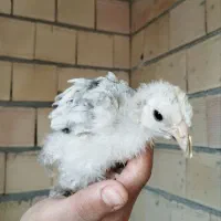 جوجه لاری اصیل و برهما