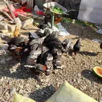 بوقلمون و مرغ و خروس|حیوانات مزرعه|نیشابور, ریوند|دیوار