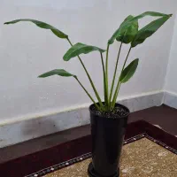 نخل مسافر