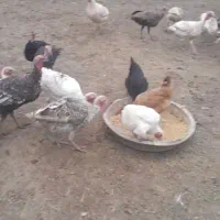 بوقلمون و غاز|حیوانات مزرعه|سیاهکل, |دیوار