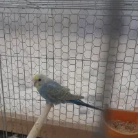 مرغ عشق رینبو