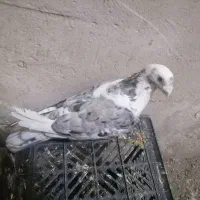 پلنگ کرمونی|پرنده|تربت‌حیدریه, بی بی حسنیه|دیوار