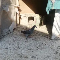 جوجه جیر پلاکی ب شرط