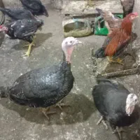 بوقلمون ماده تخم گذار