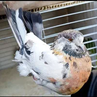 گمشده کبوتر