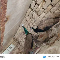 جفت طاووس یک ونیم ساله مصری و دوتا طوطی برزیلی|پرنده|مرودشت, زنگی آباد|دیوار