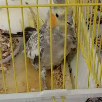 عروس هلندی