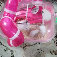 همستر نر و ماده وپچه هاش