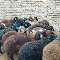 ۱۷ راس بره همه نر،اصیل مناسب نگهداری|حیوانات مزرعه|دشتابی, |دیوار