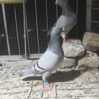 کفتر المانی پلاکی جانسون مولر سارتخت