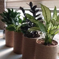 ۵عدد گل طبیعی  زاموفیلیا بلک