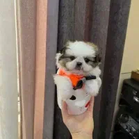 کادو یلدایی فسقلی های بازیگوش آپارتمانی عروسک|سگ|کرمانشاه, |دیوار