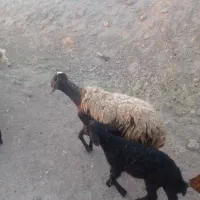 یک راس میش بره دار