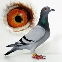 طوقی پلاکی عراق المانی کبوتر عربستان مسافتی کفتر