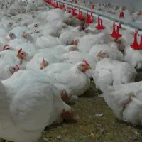 اجاره و فروش مرغداری گوشتی