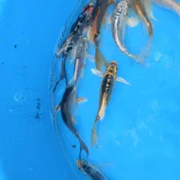 پخش بچه مآهی کُوی یال دار تک رنگ در ایران|ماهی|خمینیشهر, |دیوار