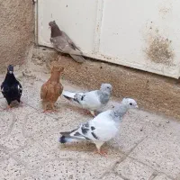 کفتر دم سفید سینه شامی