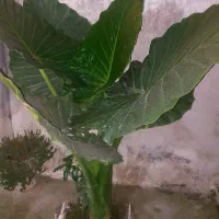 فروش گل بابا آدم