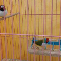 جفت فنچ گلدین زیبا|پرنده|داران, |دیوار