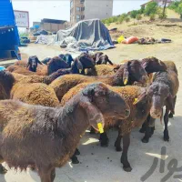 فروش گوسفند زنده سالم و آماده ذبح|حیوانات مزرعه|قدس, شهر‌قدس|دیوار