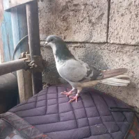 دمگیر نر معاوضه