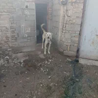سگ سرابی