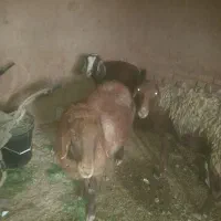 گوسفند وبزیک ساله|حیوانات مزرعه|تربت جام, یحیی آباد|دیوار