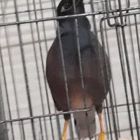 مرغ مینا رخ به رخ