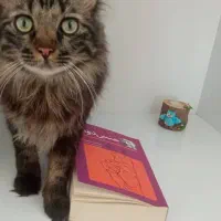 دو عدد گربه نر