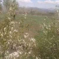 زمین باغ|فروش دفتر صنعتی، کشاورزی، تجاری|اهر, |دیوار