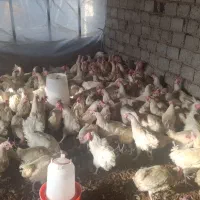 مرغ سفید جوان