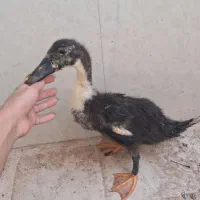 جوجه اردک ۴ ماهه