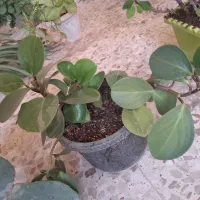 گل های طبیعی|گل و گیاه طبیعی|مرند, |دیوار