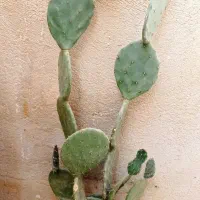 انواع کاکتوس و الوئه ورا