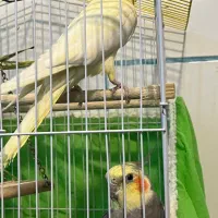 پرنده ، عروس هلندی|پرنده|شهرکرد, |دیوار