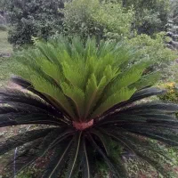 سیکاس|گل و گیاه طبیعی|نشتارود, |دیوار