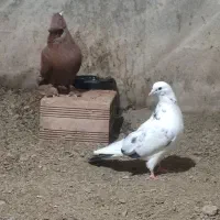 کبوتر سید شده