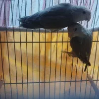 طوطی برزیلی|پرنده|رباط‌کریم, رباط‌کریم|دیوار